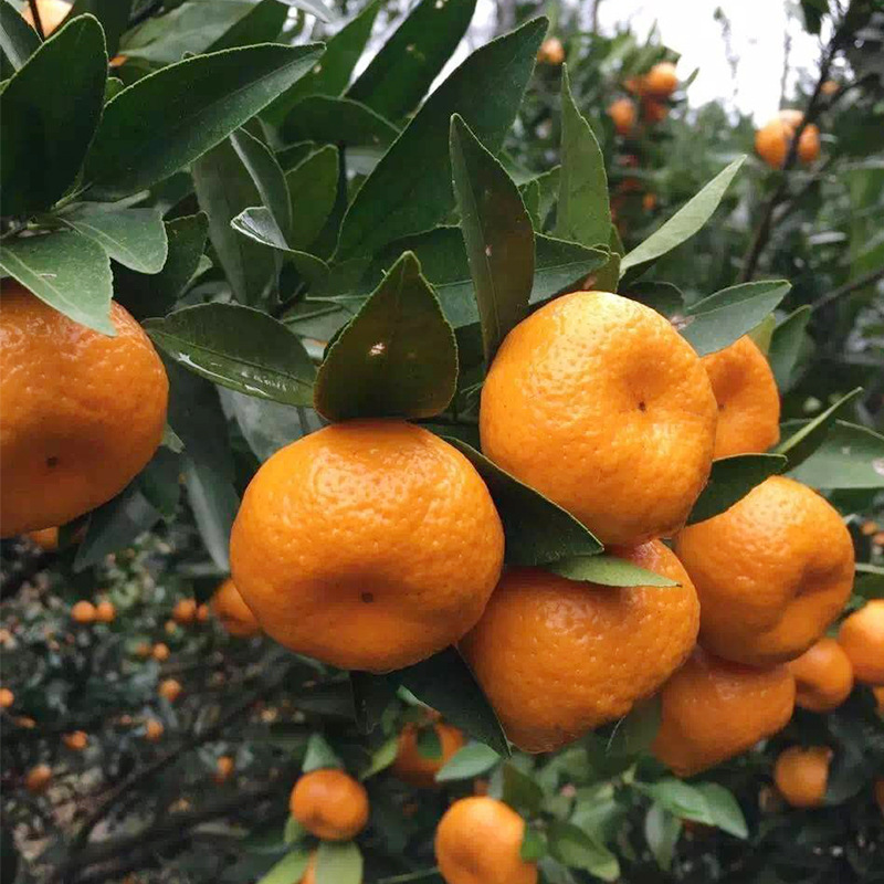 Sichuan Province fresh fruit Orange Thin Sweet and sour Orchard fresh fruit wholesale 8 pounds loaded