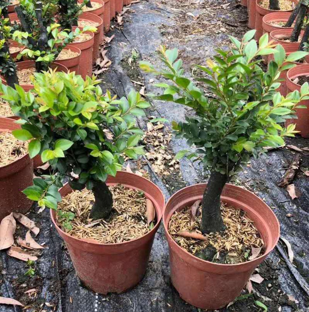 基地直供 室外观赏盆栽绿植花卉造型盆景居家花卉 140#单杆紫檀|ru