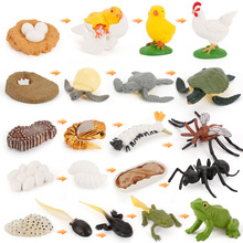 跨境儿童仿真动物成长周期模型蝴蝶青蛙海龟蚂蚁公鸡蜜蜂玩具摆件