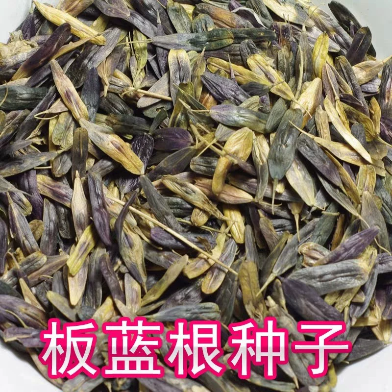 Семена Radix Isatidis Китайский Травяной Медицины Семена Isatidis Folium Isatidis Семена Индиго Лекарственное питание и продукты питания оптом Семена корня Isatidis