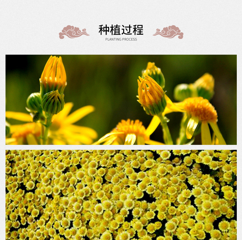 Wild Chrysanthemum Tea Ye Ju Hua Dried Flower Loose Herbal Tea 500g Bulk preparation