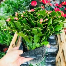 批发销售绿植盆栽 室内客厅庭院观花花叶四季常青花卉 绿植蟹爪兰