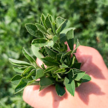 苜蓿芽 苜蓿芽品牌 图片 价格 苜蓿芽批发 阿里巴巴