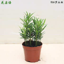 A90# 罗汉松 水陆缸室内微景观植物 办公室创意花卉盆栽批发