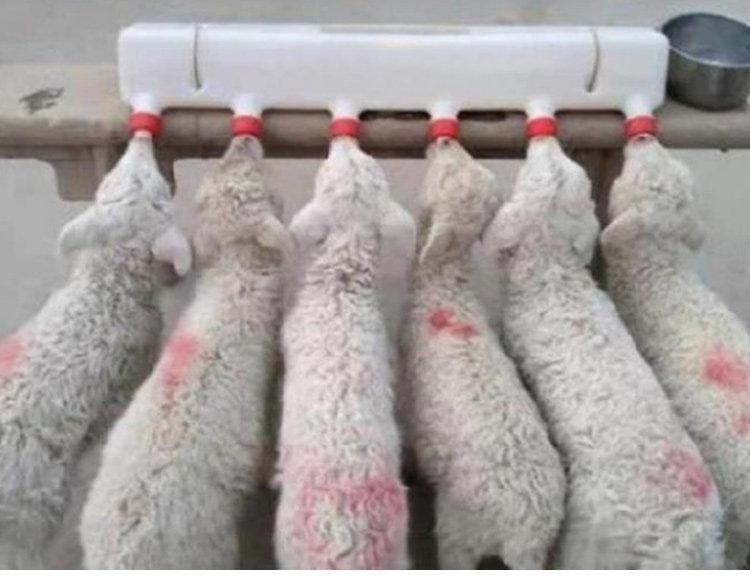 7L喂奶器AB详情页 (8).jpg