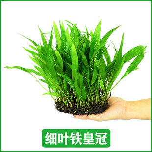 �������~�F�ʹڲ��к󾰲ݑ���ˮ��¹���F�������~���쾰���wֲ��