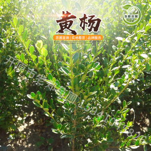 ���rС�~�S��2026�����l�����S������|���ͺ��S��G�h���Ѳ�С��