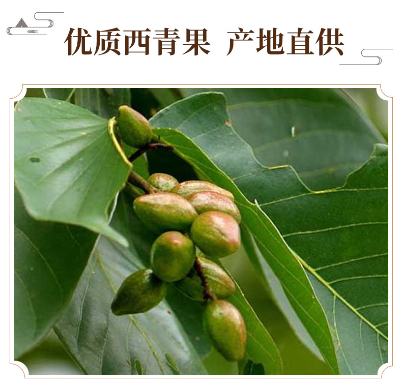 Xiqingguo Tibetan Chebulic Myrobalan Dried Fruit 500g Traditional Herbal Ingredient for Cooking and Decoction key features