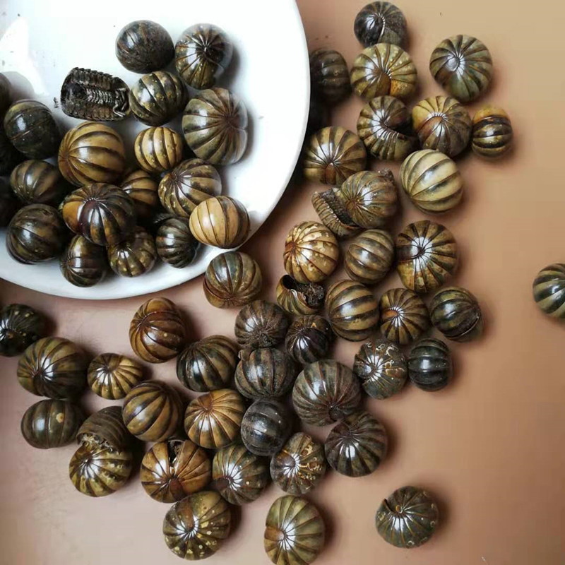 Gun Shan Chong Dried Insect Herb 500g Traditional Chinese Herbal Material overview
