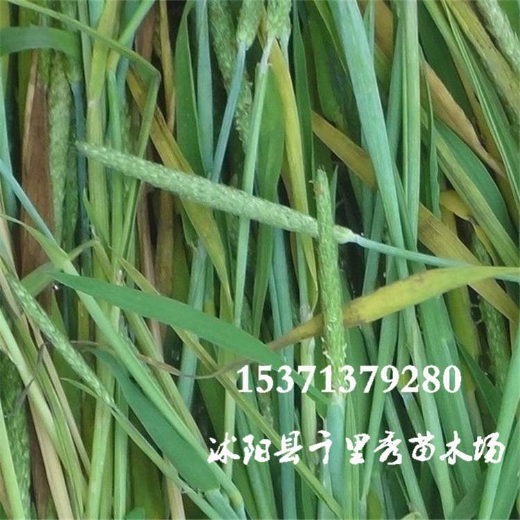 批发牧草提摩西种子猫尾草提木西梯牧草冷季型耐寒牧草高产稳产|ru