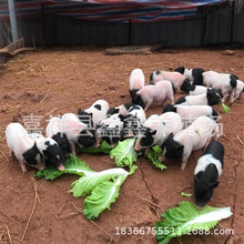 重慶巴馬香豬繁殖區大量批發純種巴馬香豬（種豬苗）|景區觀賞豬