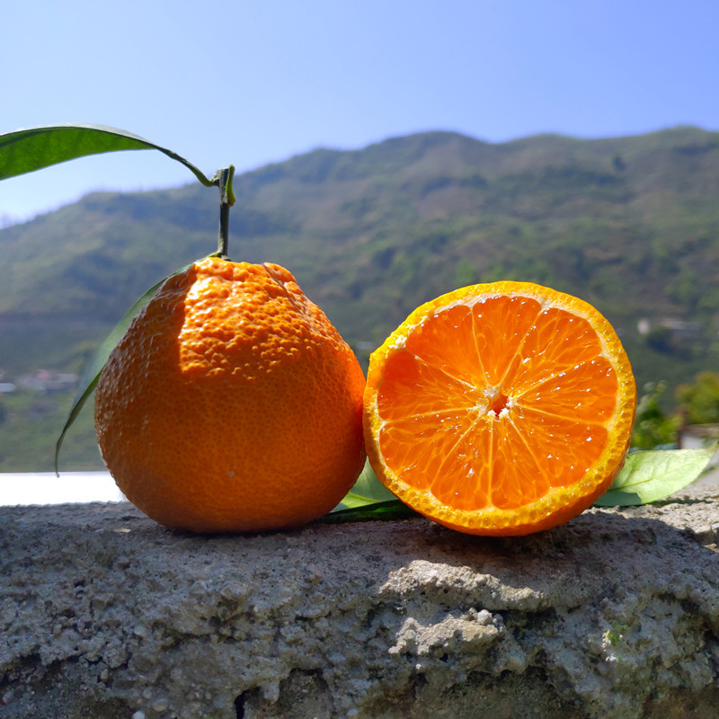 Sichuan Province Yellow fruit Season fruit Now pick Now send fresh fruit Tender Welcome On behalf of