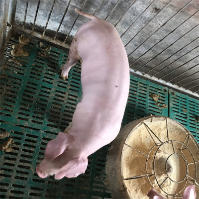 Changbai Sow Price Landrace sow seedlings Grow up Two yuan sow Large Landrace piglets