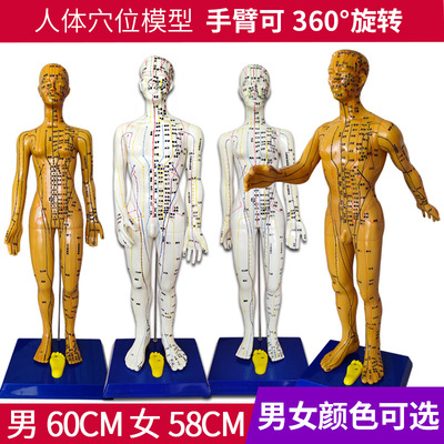 human body acupuncture Model Main and collateral channels acupoint chinese medicine whole body Twelve bronze image model Lettering Arm