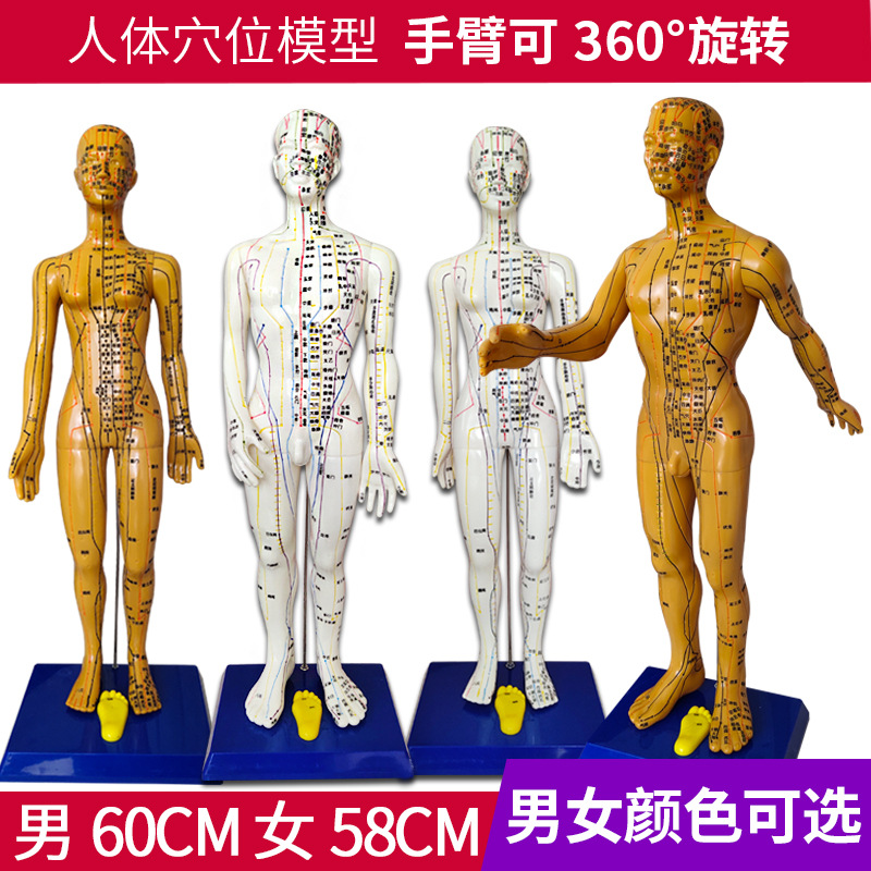 human body acupuncture Model Main and collateral channels acupoint chinese medicine whole body Twelve bronze image model Lettering Arm
