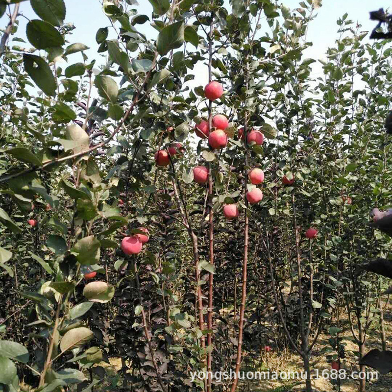 微信图片_201806191545583