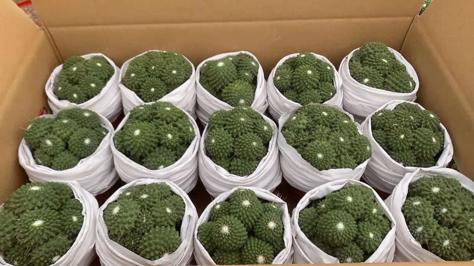 [Supplying base]Cactus Succulent plants Green plant Potted flowers Home plants White Pearl