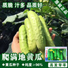 Fruit cucumber seed cucumber seeds cucumber cucumber pressing the ground to climb the drought cucumber balcony vegetables and vegetable potted