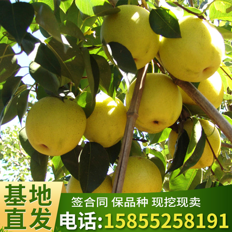 玉露香梨子树苗苗木基地嫁接新品种果树苗八月梨树水果苗批发 阿里巴巴