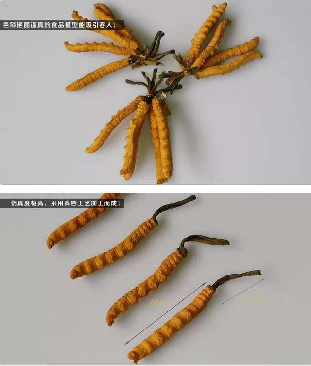 Cordyceps