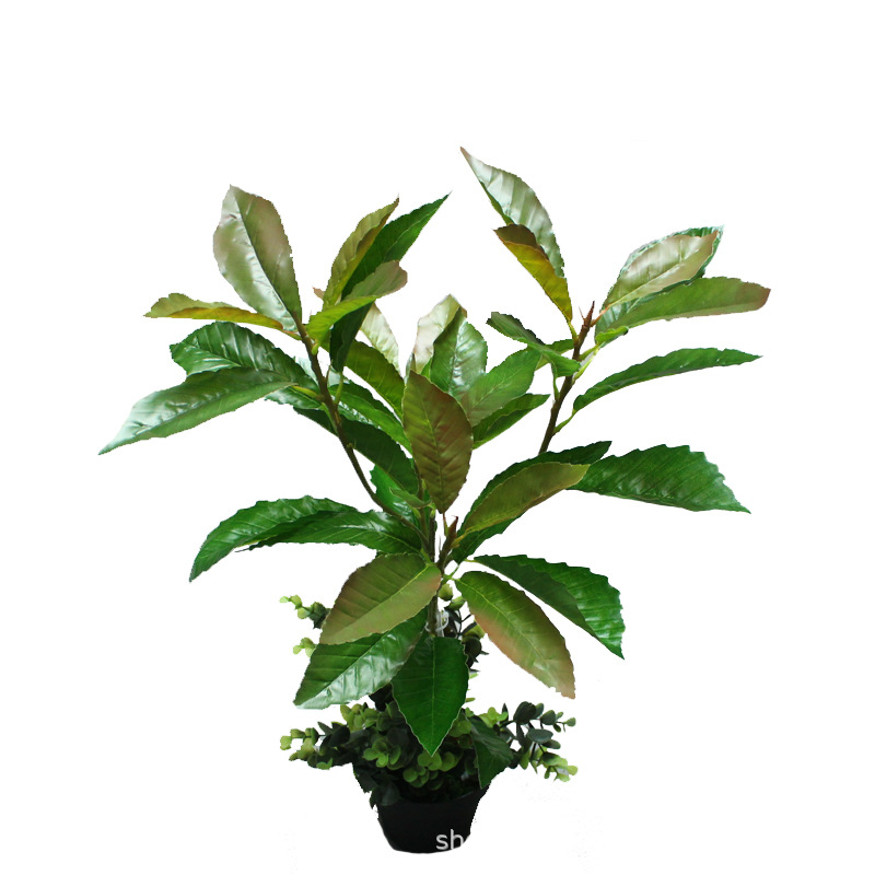 XRB-148 夏栎5叉枝 (2).jpg