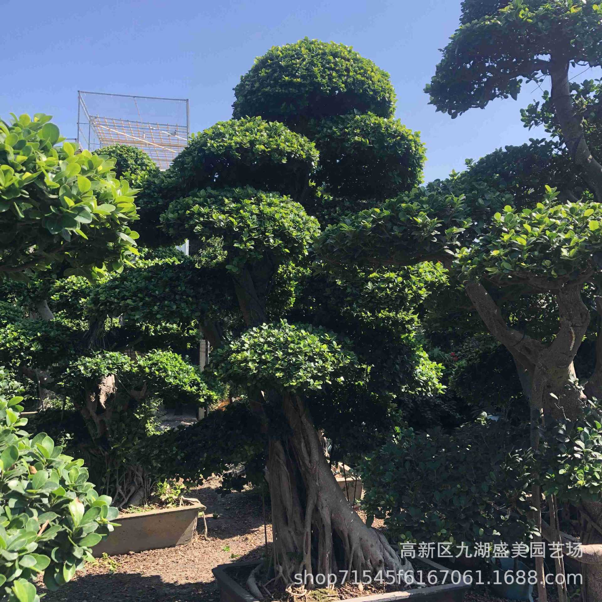 小叶榕树造型图片,造型小叶榕,榕树盆景的造型(第16页)_大山谷图库