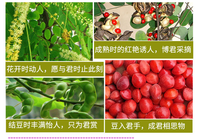 红豆_02.jpg