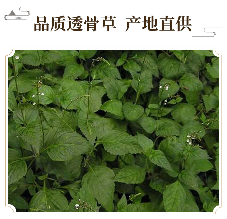 Tou Gu Cao Dried Garden Balsam Stem Whole Herb 500g Traditional External Herbal Use key features