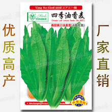 四季香油麦菜种子尖叶甜脆春夏秋播种易种蔬菜种孑菜种籽阳台庭院