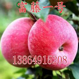 早熟红富士 富藤一号苹果苗 富藤金果嫁接苹果树苗南方北方种植