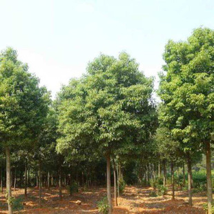 香樟树苗庭院绿化苗木小叶大叶香樟绿化树苗四季常青植物-阿里巴巴