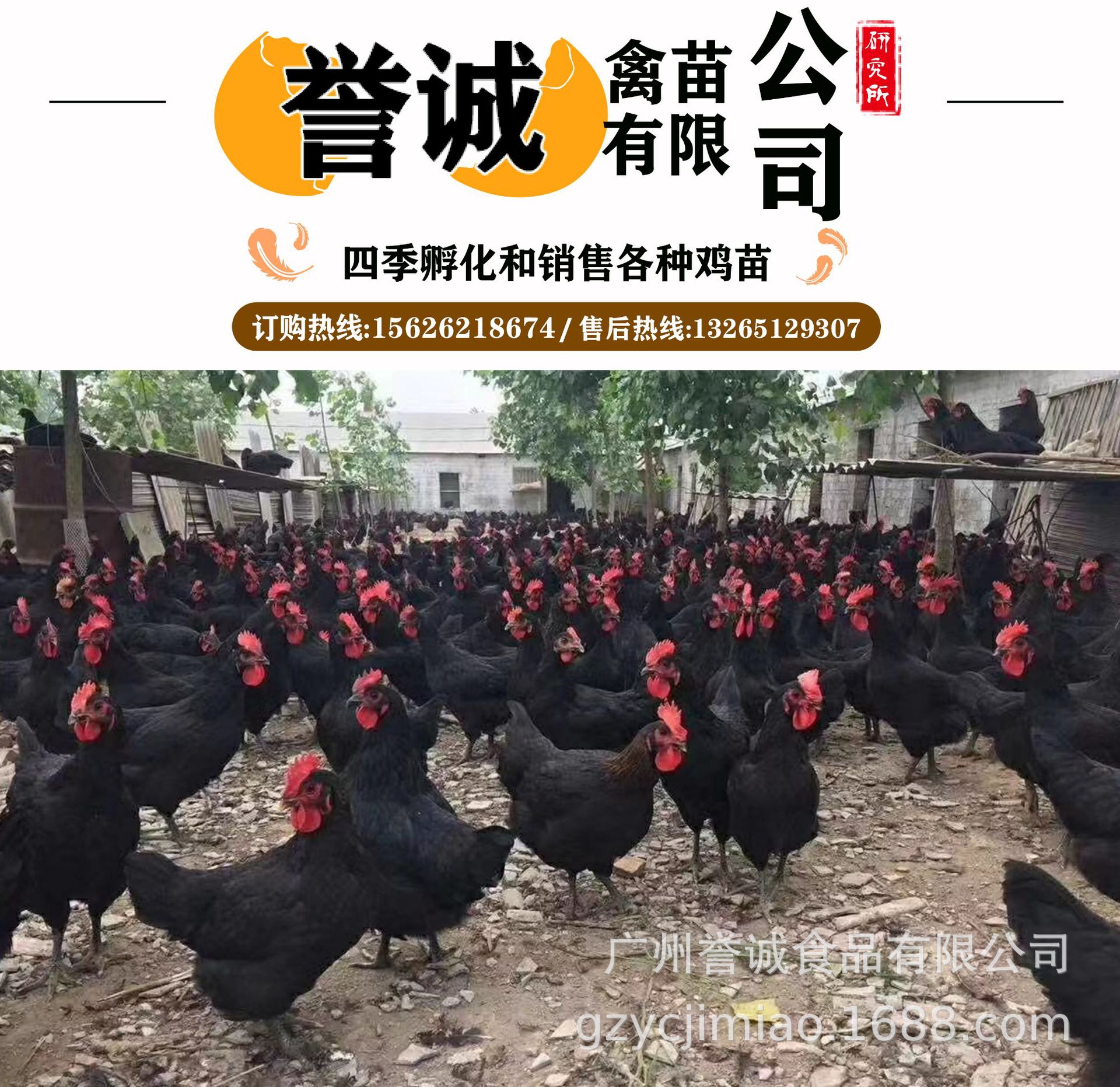 【孵化场直销】广州活体鸡苗 乌骨鸡鸡苗 专业指定运输 包活