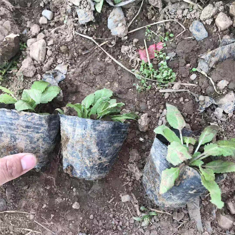 观花鼠尾草图片 鼠尾草花海造型 地被鼠尾草基地供应