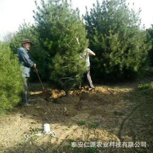 苗圃大量种植白皮松 园林行道白皮松 四季长青白皮松