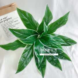 绿色植物手感蕨类15叶仿真白边睡美人过胶草植物墙配材插花装饰