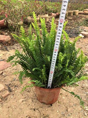 Base wholesale Potted plant Kidney fern Multiple Specifications Spareribs Breed Diversity Seedlings