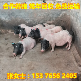 Кооперативные свиньи продают блама благовоний свиньи Zangxiang свиньи онлайн -консультации, благовония, свиньи, бесплатная технология размножения свиней