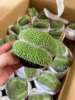 [Direct supply of the base] Home Flower Plant Potted Flower Green Plant Fairy Ball Plant Gold Crown