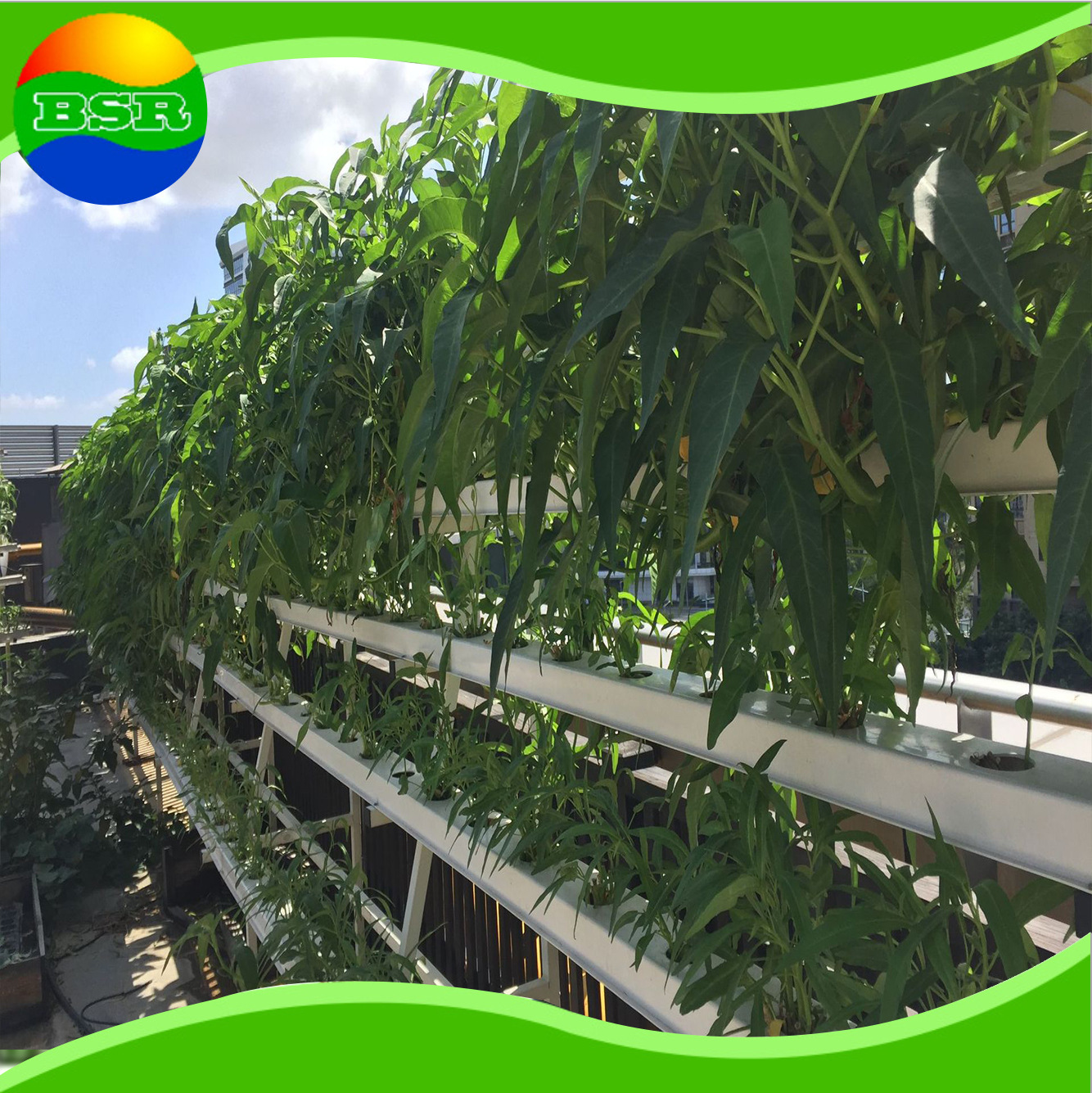 家庭屋顶菜园种菜设备 提供 城市无土栽培技术培训