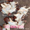 Fresh White snail Stall up Night market children small-scale living thing Pets Snail edible France White snail