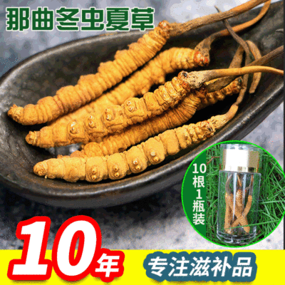 bottled Nagqu Cordyceps 5 Cordyceps 41 Cordyceps Tibet Place of Origin wholesale