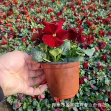 ɽ�|�������l��ɫ��ɫ�� �ݻ����܈@�־G���t�S�Ͻ������l