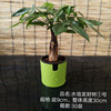Base Direct Application ｜ Creative Cup Hydroponic Fortune Tree Office Interior Desktop High -end Leaf Green Plant Four Seasons Changqing