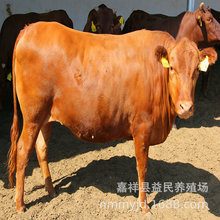 小牛犊 供应出售小黄牛犊利木赞牛 肉牛犊从几个月开始养利润高