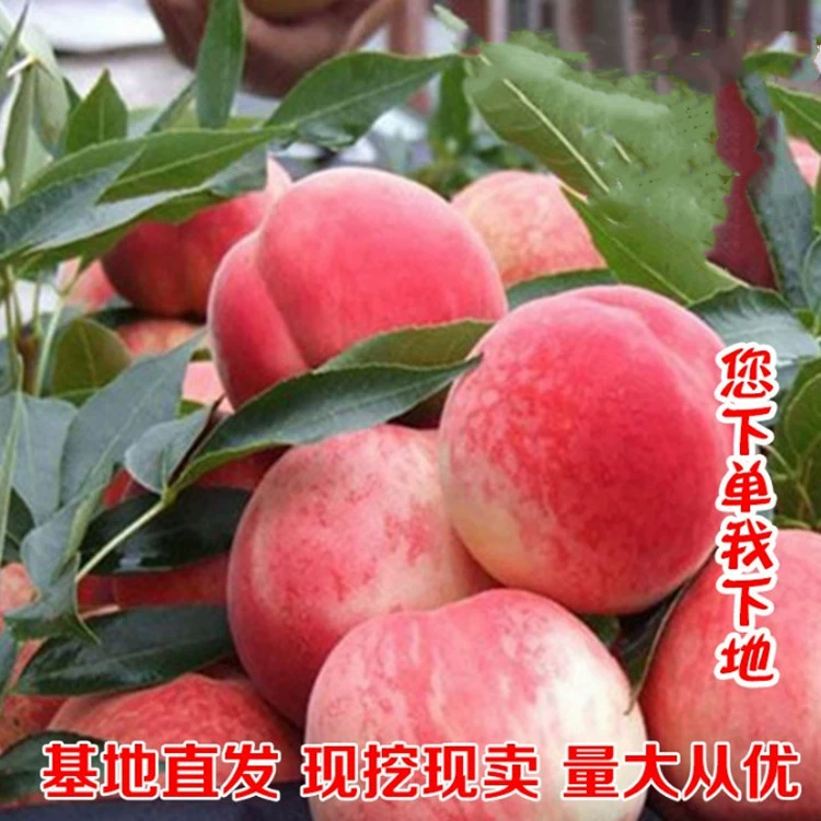 Привитые персиковые деревья Посадка Желтый Персик Плоский Персик Кровь Персик Зима Персик Фруктовое дерево Рассада Посадка в горшке Результаты года