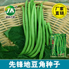 Pioneer Dian Dou Corner Seeds No Jilf Jotho Bean Seeds Green Round Four Seasons Bean Pot Planted Caudin Garden Early Clicp for Early Easy Seed