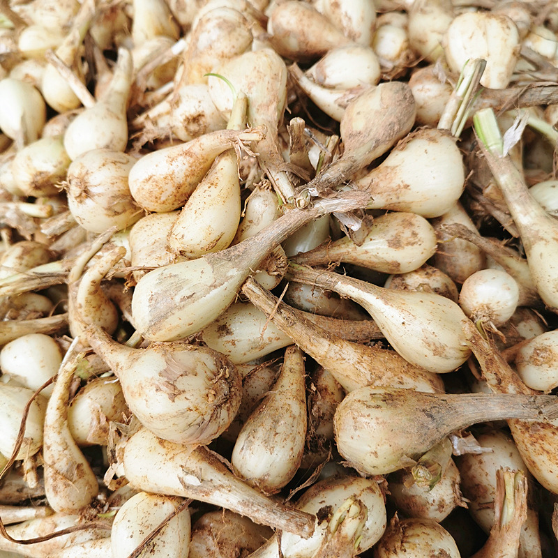 熊福记新鲜荞头农家自种现挖藠头茭头无叶叫头教头乔头可腌制泡菜-阿里巴巴