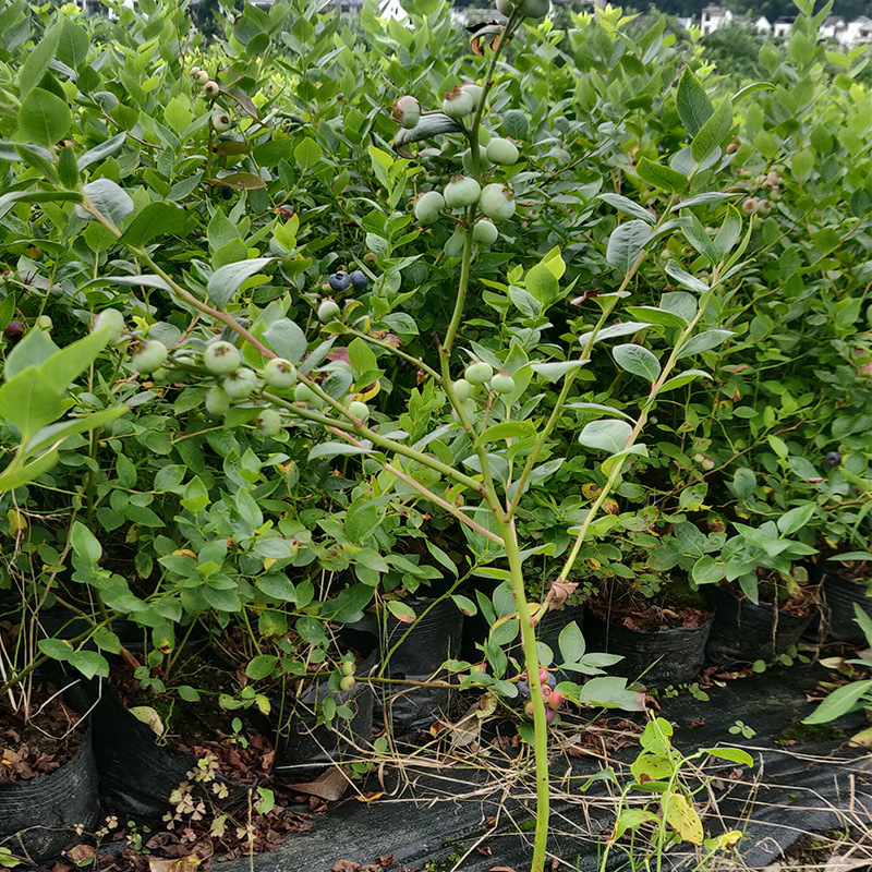 苗圃包邮销售多地可种植蓝莓果树苗 蓝莓苗盆栽当年结果量大从优|ms