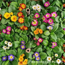 樱草花 樱草花品牌 图片 价格 樱草花批发 阿里巴巴