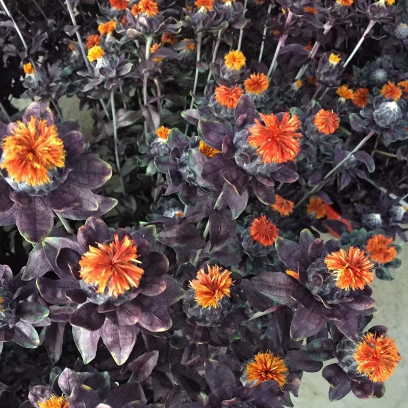 微信图片_20200209012953